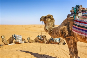 Desert travel