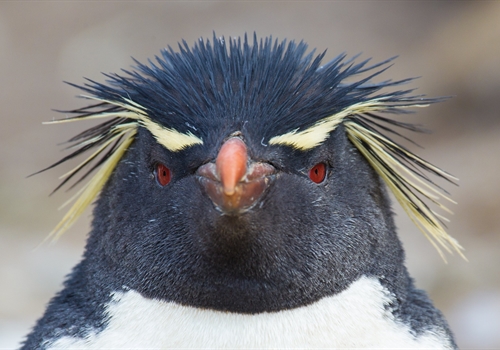 Injections for Tristan Da Cunha