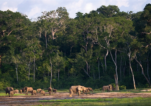 Injections for Central African Republic