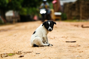 Rabies vaccinations for travel