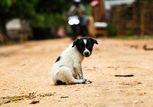 Rabies vaccinations for travel